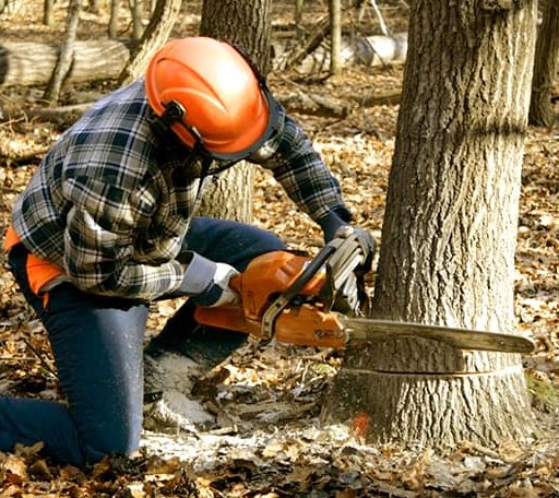 Tree Removal in Ethel, WV